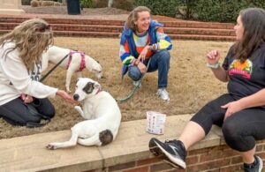 rescue dog