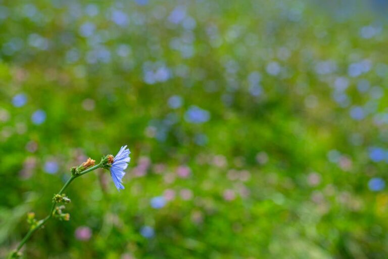 wildflowers
