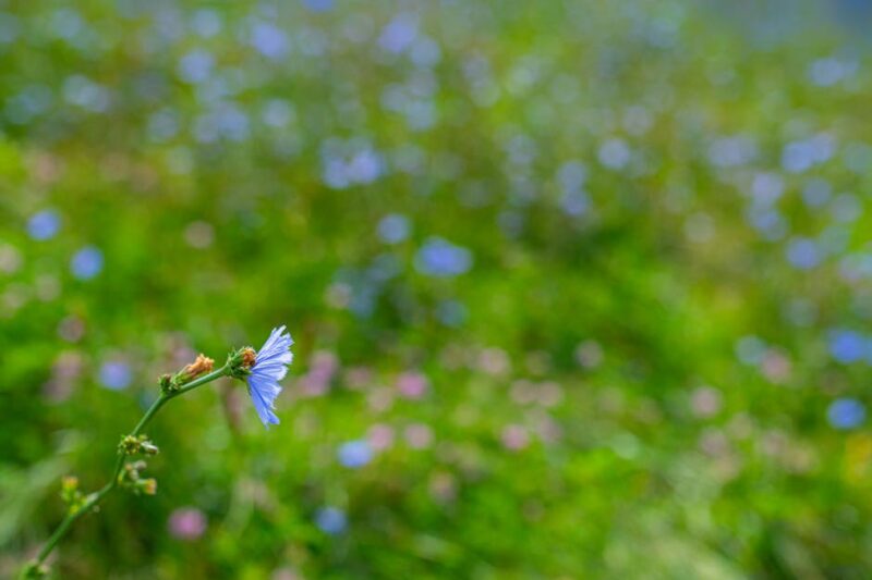 A – Z Guide to Identifying Wildflowers