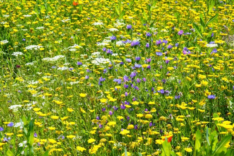 Beginner’s Guide to Identifying Wildflowers