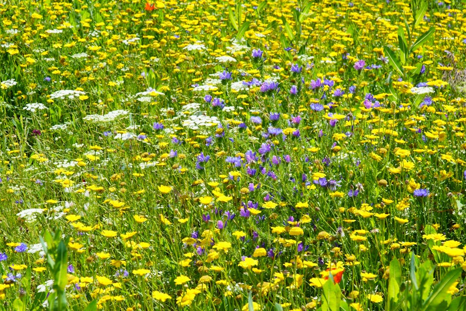 Wildflowers